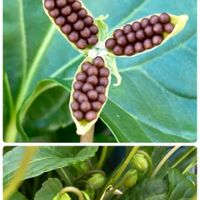 キク,クジャクサボテン,オステオスペルマム,イヌタデ,スミレの種の画像