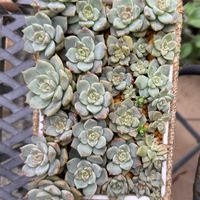 多肉,白牡丹,白牡丹,白ボタン,多肉植物の寄せ植えの画像