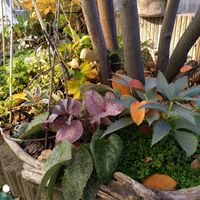 ジューンベリー,原種シクラメン・ミラビレ,アストランティア スノースター,クリスマスローズ　スターダスト,クレマチス歩々の画像