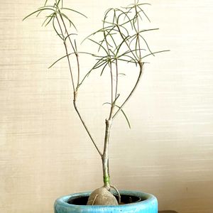 ユーフォルビア ヘディオトイデス,塊根植物,グリーンのある暮らし,植物のある暮らしの画像