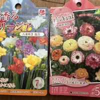フリージア,ラナンキュラス,鉢植え,球根,白い花の画像