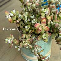 ペンデンス,コチドレン・ペンデンス,多肉植物,紅葉する多肉,多肉植物の紅葉の画像