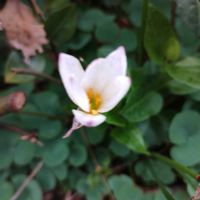 タマスダレの画像