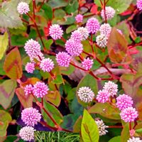 サルスベリ,ヒメツルソバ,ミセバヤ,ルクリア,サルスベリの実．の画像