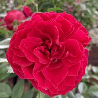 グァバ,バラトゥルーブルームレッドキャプテン,出かけ先,われら17年組,木曜日は木の画像