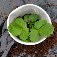 イチゴ,四季なりいちご なるなる(セリーヌ),種まきっ子,家庭菜園の画像