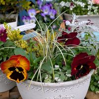 シロタエギク,パンジー,斑入りグレコマ,白妙菊(しろたえぎく),ハクリュウ　斑入りリュウノヒゲの画像