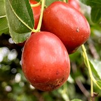 ナツメ,ナツメ,花壇,果物,ガーデニングの画像