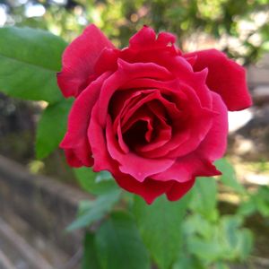 バラ,フジ,アメジストセージ,アメジストセージ,藤の実の画像