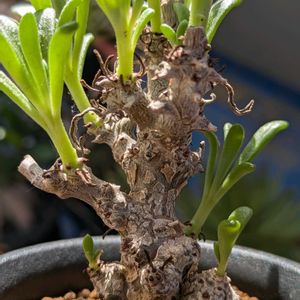 ペラルゴニウム,塊根植物,東京,加工なし,冬型塊根の画像