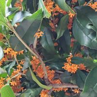 キンモクセイの画像