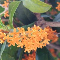 キンモクセイの画像