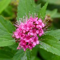 シモツケ ,山野草,バラ科,町田ダリア園,２０２０年５月同期の画像