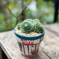 マキギヌ,センペルビウム,リメ鉢,花のある暮らし,緑のある暮らしの画像