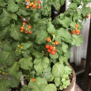 数珠珊瑚(ジュズサンゴ),マンション,数珠サンゴ　マンダリン,ベランダの画像