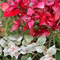 ハツユキカズラ,ブルーサルビア,ローズマリー,アメジストセージ,ナンキンハゼの画像