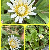 ストレプトカーパス,ホトケノザ,月下美人,ハキダメギク,ハニーサックル ゴールドフレームの画像