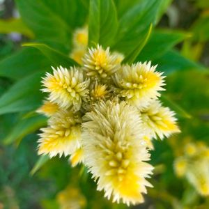 備忘録,イングリッシュガーデンの画像