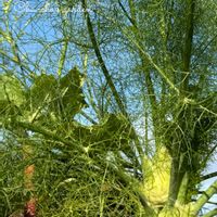 フェンネル,ルバーブ,ハーブ,キュンキュン乙女倶楽部,HTCの画像