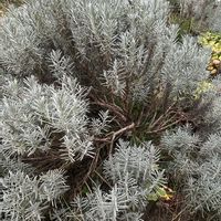 ラベンダー,ナチュラルガーデン,イングリッシュガーデン,大きく育った,庭の画像