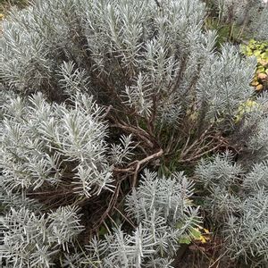 ラベンダー,ナチュラルガーデン,イングリッシュガーデン,大きく育った,庭の画像