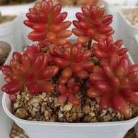 虹の玉,ルメール,多肉植物,紅葉する多肉,多肉初心者の画像