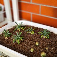 サボテン,峨眉山,ユーフォルビア・峨眉山,子株,植物大好きの画像