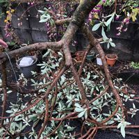 ミツマタの画像