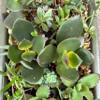 コダカラソウ,ルビーネックレス,不死鳥,君は誰??,多肉植物の画像