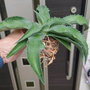 アガベ,アガべ,マンガベ  フォーリングウォーター,多肉植物,観葉植物の画像