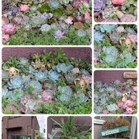 白牡丹,福兎耳,メイプルハニー,ちょこんとﾋﾟｰﾀﾝ,ピンクパンサーさんのキューピーちゃんの画像