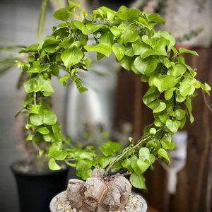 亀甲竜,アフリカ亀甲竜,Dioscorea elephantipes,多肉植物,ディオスコレア属の画像