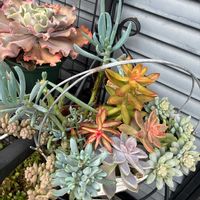 高砂の翁,多肉寄せ植え,多肉植物の紅葉の画像