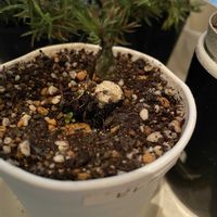 ピレア,観葉植物,100均観葉植物,植物大好き,窓辺の画像