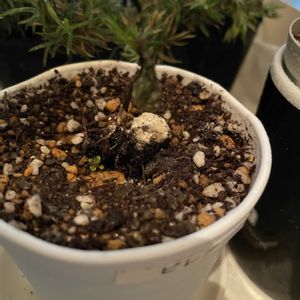 ピレア,観葉植物,100均観葉植物,植物大好き,窓辺の画像