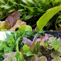 ほうれん草,寒締めほうれん草,吾朗丸,木曜モフモフ,Juneの会の画像