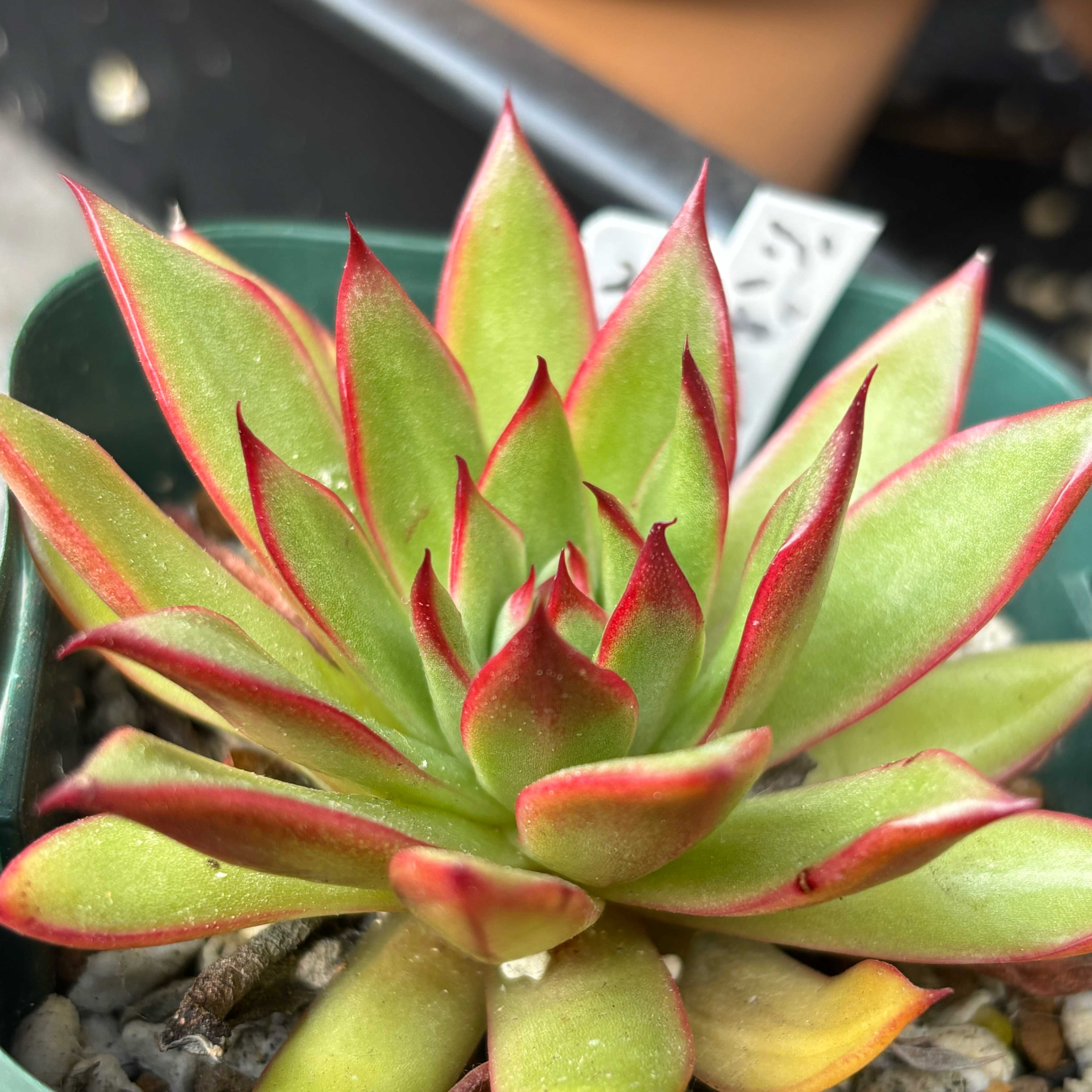 ジゼルの一覧｜🍀GreenSnap（グリーンスナップ）