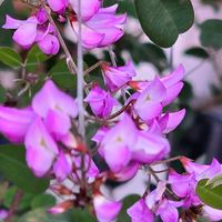 ハギ,ウンナンハギ,感謝,花のある暮らし,いつまでもの画像