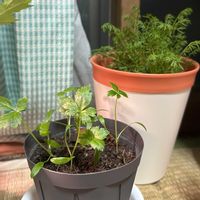 水菜,ジャーマンカモミール,ミツバ,自家製野菜,室内管理の画像