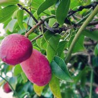 ムベ,ムベ(郁子),秋の実,今日のお花,赤紫の実の画像