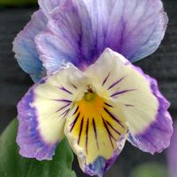 センニチコウ,リンゴ,キンギョソウ・トゥイニー,セロシア ライオンハート,パンジー ジョリーアンジュの画像