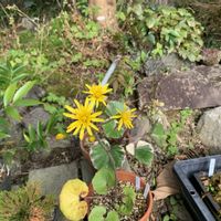 ローズマリー,ツワブキ  浮雲錦,ツワブキ金環,ネギニラ,ネギニラ　なかみどりの画像