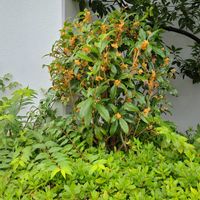 キンモクセイの画像