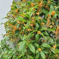 キンモクセイの画像