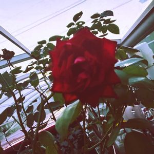 真っ赤なバラ,車庫の画像