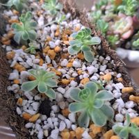 子持ち蓮華の画像