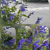 ナンテン,フジバカマ,サルビア・ガラニチカ,堀川通りにて…,西本願寺前で…の画像