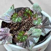 レックスべゴニア,花のある暮らし,葉挿しっ子,素敵色,かわゆい♡の画像