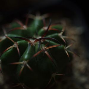 ハオルチア,多肉植物,観葉植物,塊根植物,サボテン科の画像