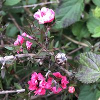 ウインターコスモス,ウインターコスモス,ルリマツリ,ルリマツリ,コバノランタナの画像